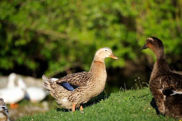 Hermoso pato animal en la vida silvestre Animal