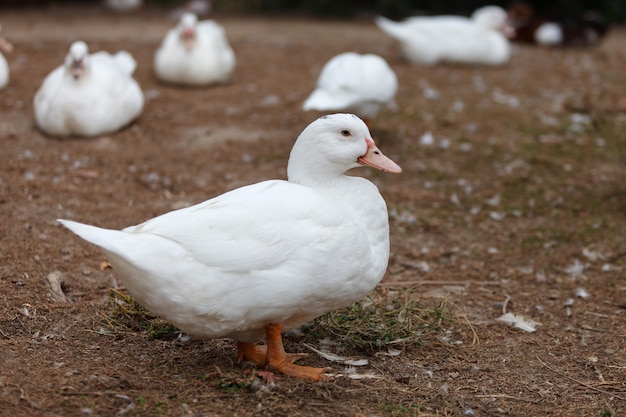 Hermoso pato blanco