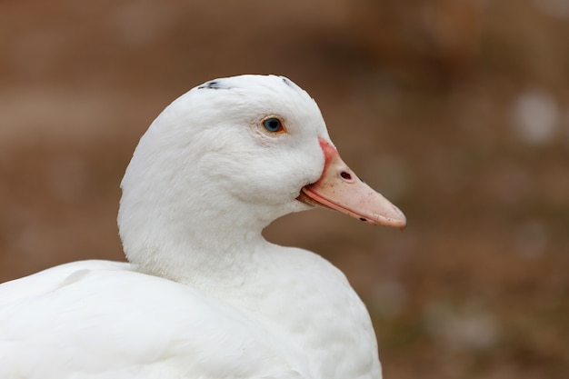 Hermoso pato blanco