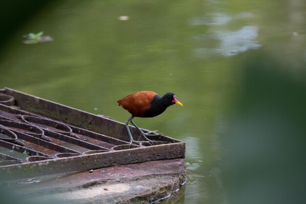 Hermoso pato de bush marrón en el estanque en el parque