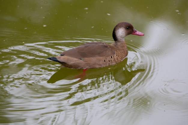 Hermoso pato de bush marrón en el estanque en el parque