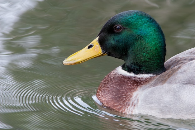 Hermoso pato con cabeza verde nadando