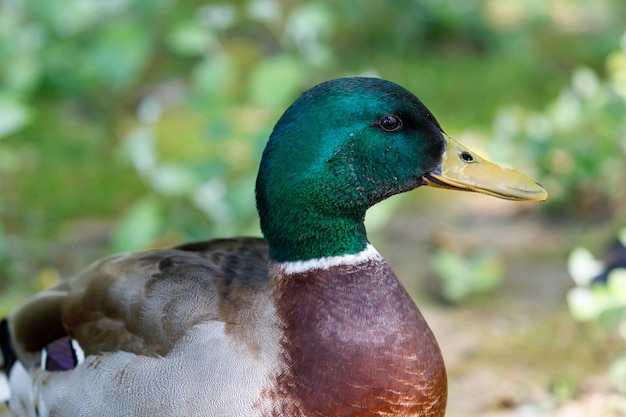 Hermoso pato caminando en un parque