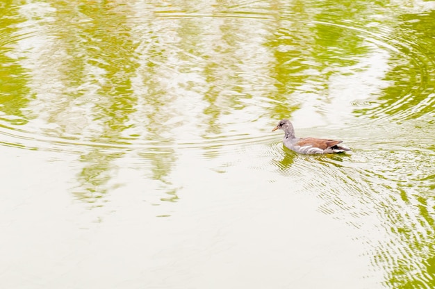 Hermoso pato en un lago verde en Brasil.