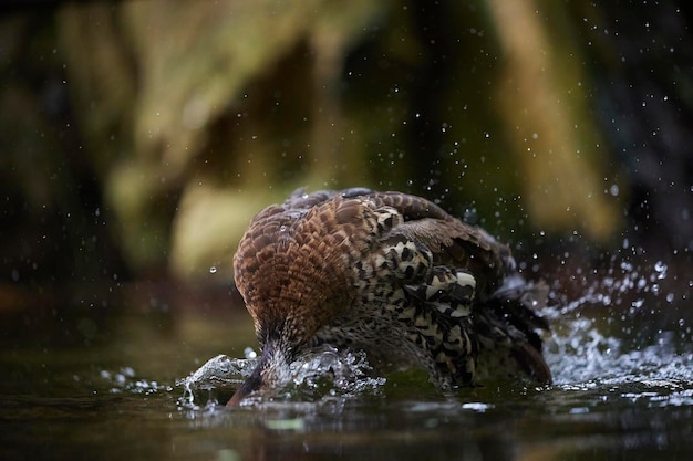 Foto un hermoso pato nada en el agua en dinamarca de cerca