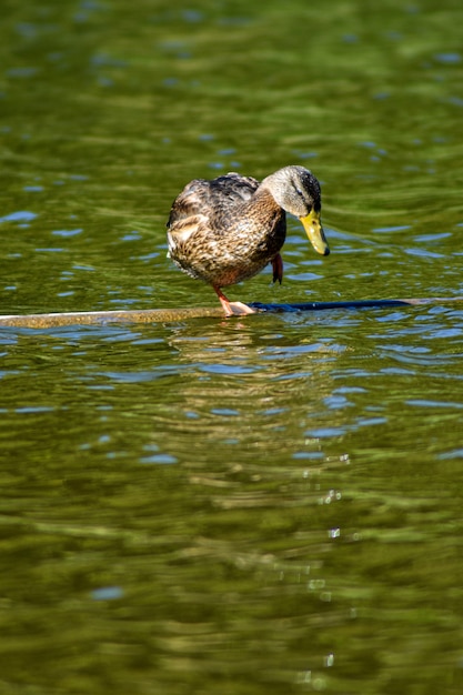 Hermoso pato nada en el lago