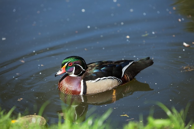 Hermoso pato nada en el río.