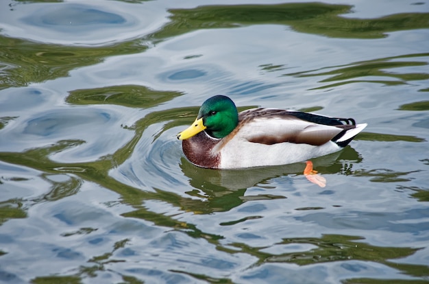 hermoso pato nadando en el estanque