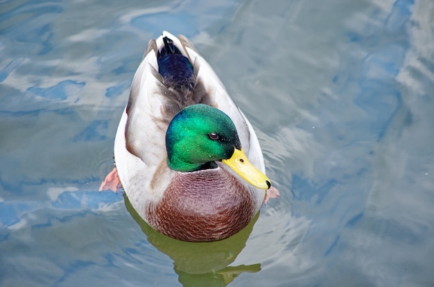 hermoso pato nadando en el estanque