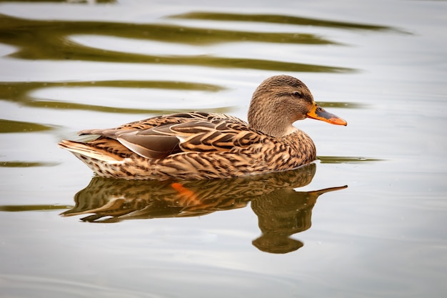 Hermoso pato nadando en un lago