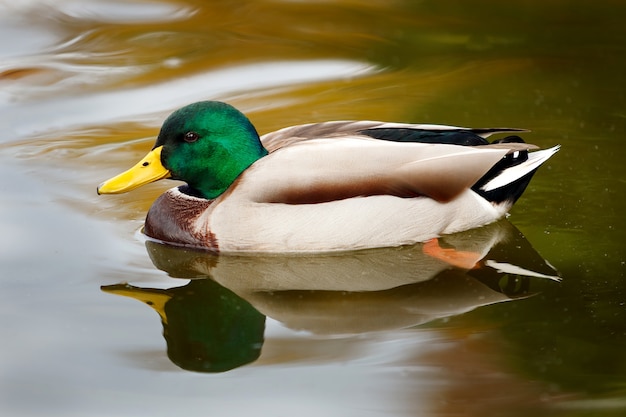 Hermoso pato nadando en un lago