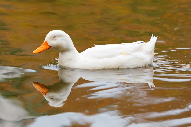 Hermoso pato nadando en un lago