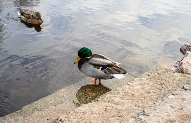 Hermoso pato el pato se sienta junto al agua en los escalones