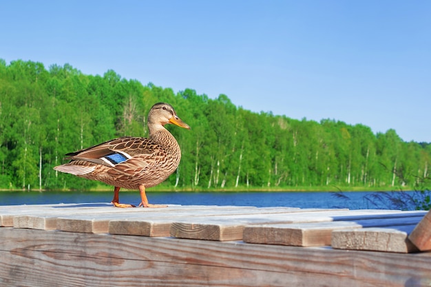 Hermoso pato con pie de ala azul en el muelle de madera.