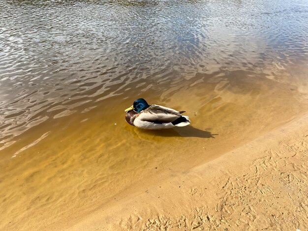 Hermoso pato en el río cerca de la orilla.