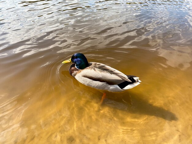 Hermoso pato en el río cerca de la orilla.