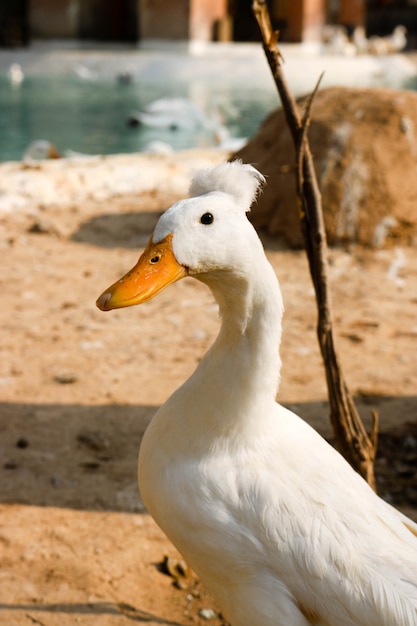 Hermoso pato en un zoológico con fondo blurr