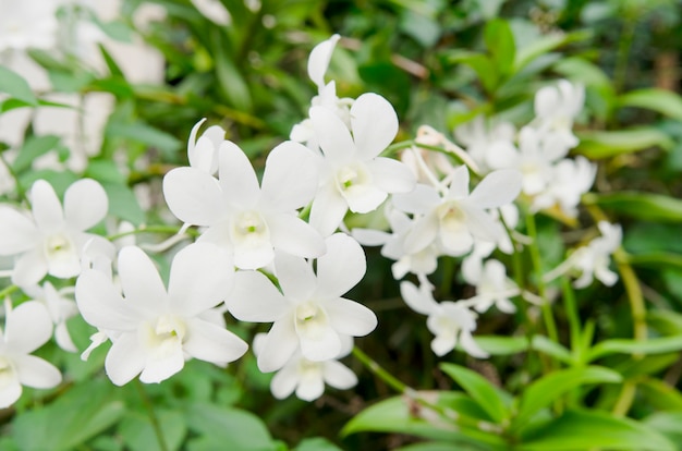 Hermoso patrón de flores en el jardín de primavera