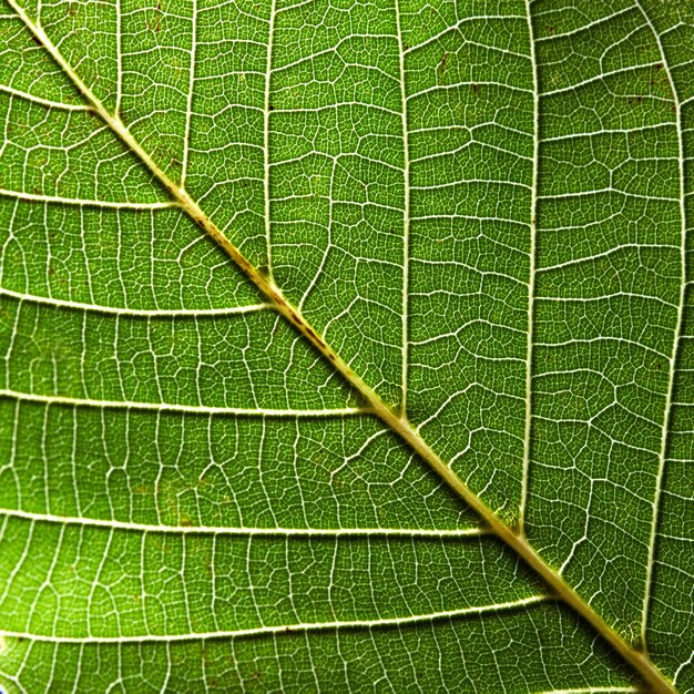 Hermoso patrón natural de hoja verde con venas. Fondo creativo para tus ideas. Fotografía macro. Vista superior