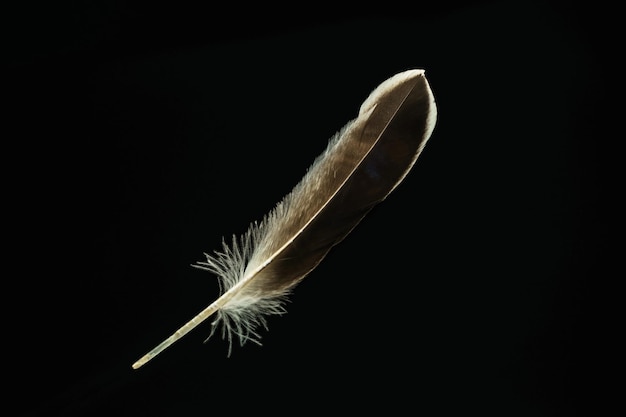 hermoso patrón de plumas de pájaro para la textura del diseño aislado en fondo negro