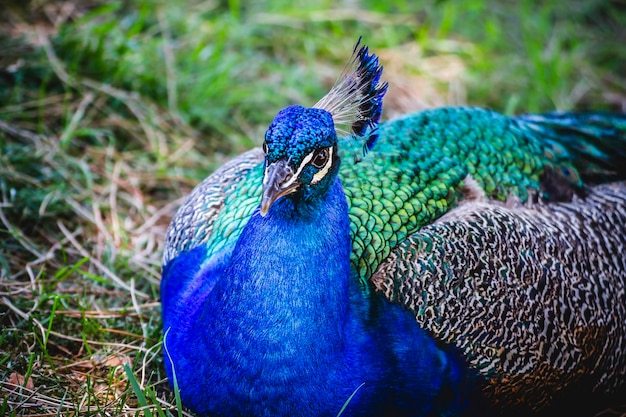 hermoso pavo real azul profundo