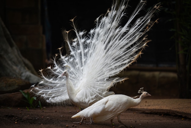 Hermoso pavo real blanco abierto muestra cola