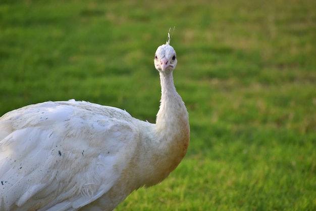 Hermoso pavo real blanco de cerca