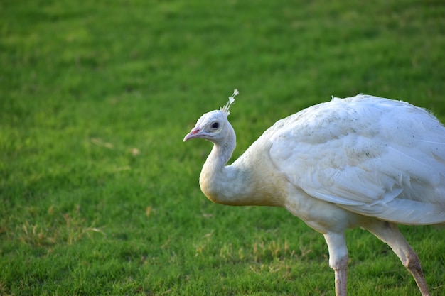 Hermoso pavo real blanco de cerca