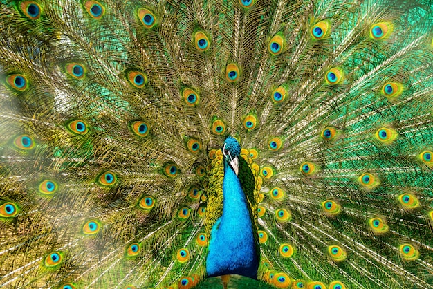 Hermoso pavo real brillante con una cola suelta. Mascotas en la finca en verano.