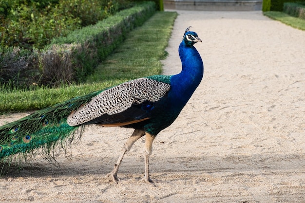 Foto hermoso pavo real caminando libremente en el parque pavo cristatus