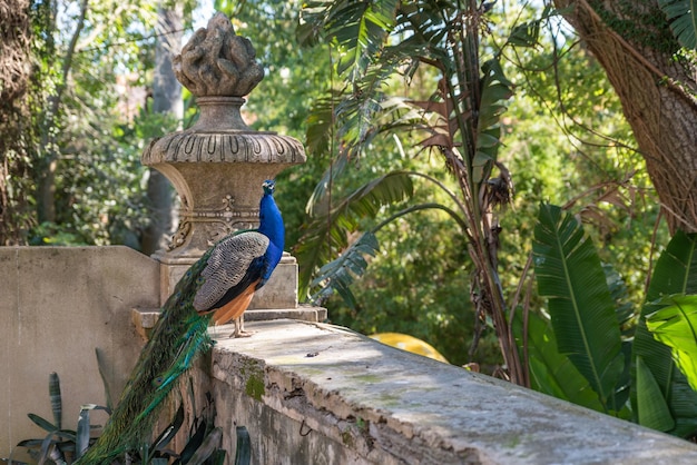 El hermoso pavo real en el Jardín Botánico de Lisboa (Portugal)