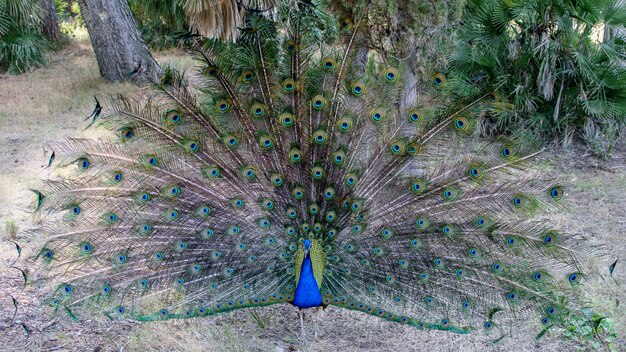 Hermoso pavo real en parque natural