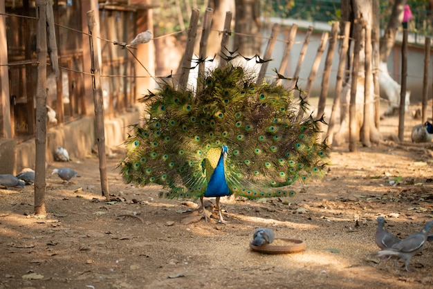 Hermoso pavo real. Pavo real mostrando su cola, pavo real con alas extendidas en el perfil.