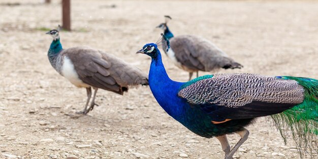 Un hermoso pavo real con plumas brillantes camina junto a los turistas y pide comida