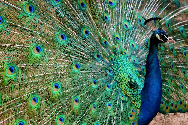 Hermoso pavo real con las plumas desplegadas