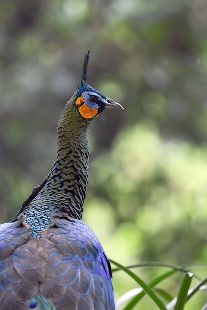 Hermoso pavo real verde de Java en el bosque