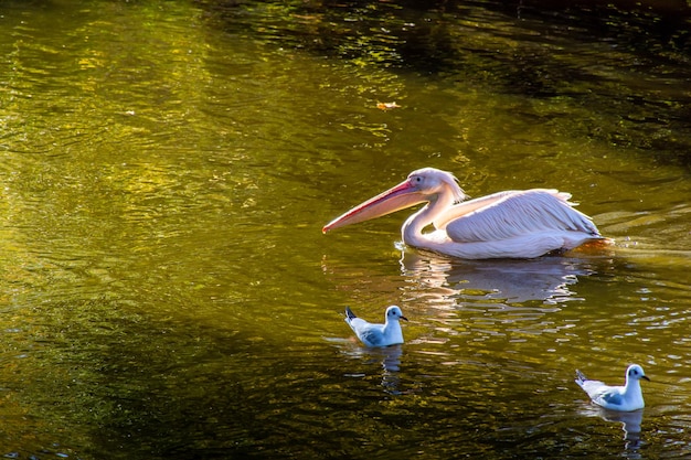 Hermoso pelícano rosado nada con gracia en el lago