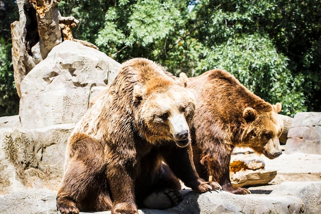 hermoso y peludo oso pardo, mamífero