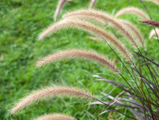 hermoso pennisetum en el césped verde