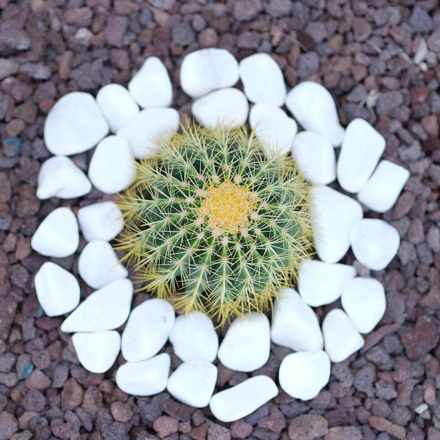 Hermoso pequeño cactus crece en un lecho de flores