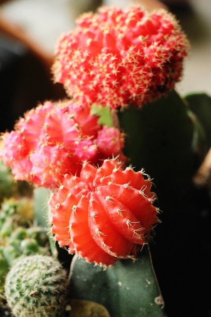 Hermoso pequeño el cactus en la olla.