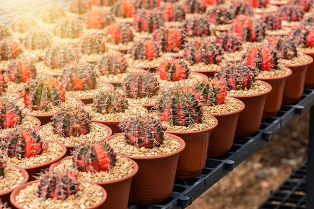 Hermoso pequeño cactus