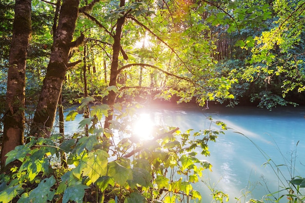 Hermoso pequeño río en el bosque