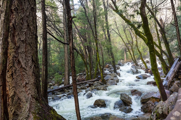 Hermoso pequeño río en el bosque