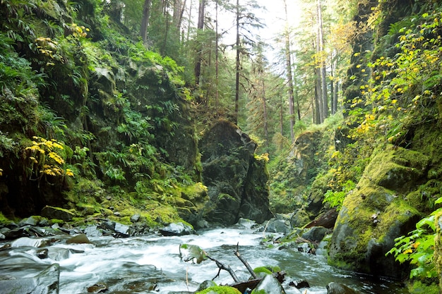 Hermoso pequeño río en el bosque