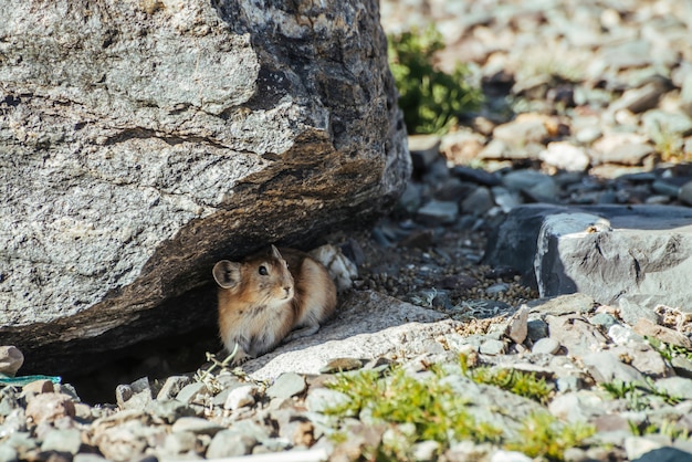 Hermoso pequeño roedor pika que se esconde del calor bajo la piedra a la sombra.