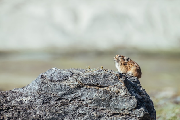 Hermoso pequeño roedor pika se sienta en piedra caliente en un día soleado de verano. Pequeño roedor pika tomar el sol en la roca. Pequeño animal peludo se sienta en la roca bajo el sol del desierto. Lindo pequeño mamífero sobre fondo bokeh.