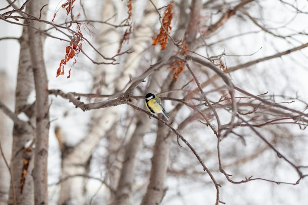 Un hermoso y pequeño titmouse se sienta en una rama en invierno y vuela en busca de comida. Otros pájaros están sentados