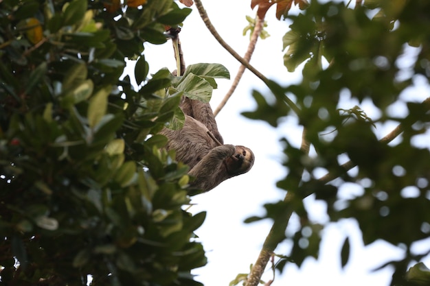 Hermoso perezoso en el árbol en medio del bosque alimentándose de hojas