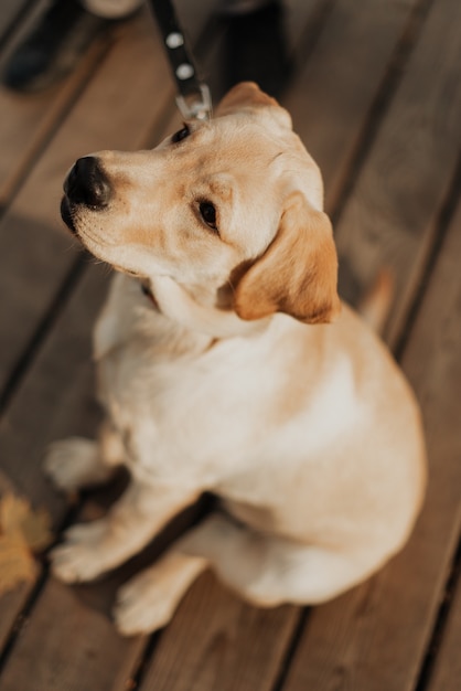 Hermoso perrito camina con una correa con sus dueños